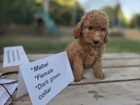 Mabel, a female Goldendoodle and Miniature Goldendoodle for sale in Penrose, CO – 1 of 3