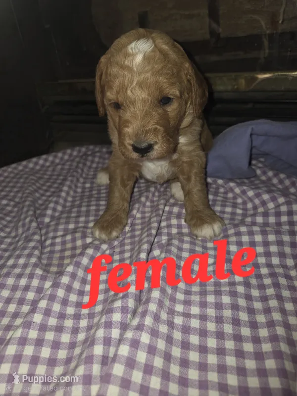 (red) Marty – Goldendoodle, Miniature Goldendoodle puppy for sale in Penrose, CO
