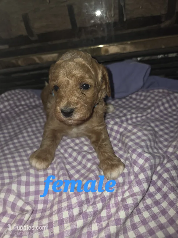 (light blue) Mercy – Goldendoodle, Miniature Goldendoodle puppy for sale in Penrose, CO