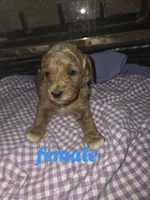 (light blue) Mercy, a female Goldendoodle and Miniature Goldendoodle for sale in Penrose, CO – 1 of 1
