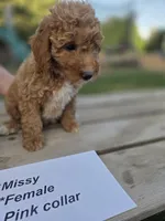 Missy, a female Goldendoodle and Miniature Goldendoodle for sale in Penrose, CO – 3 of 3