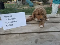 Mercy, a female Goldendoodle and Miniature Goldendoodle for sale in Penrose, CO – 4 of 4