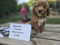  Maureen, a female Goldendoodle and Miniature Goldendoodle for sale in Penrose, CO – 2 of 4