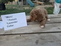 Mercy, a female Goldendoodle and Miniature Goldendoodle for sale in Penrose, CO – 3 of 4