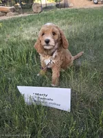 Marty, a female Goldendoodle and Miniature Goldendoodle for sale in Penrose, CO – 4 of 4