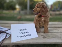  Minnie , a female Goldendoodle and Miniature Goldendoodle for sale in Penrose, CO – 2 of 5