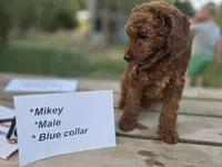 Mikey, a male Goldendoodle and Miniature Goldendoodle for sale in Penrose, CO – 2 of 3