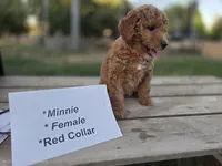  Minnie , a female Goldendoodle and Miniature Goldendoodle for sale in Penrose, CO – 5 of 5