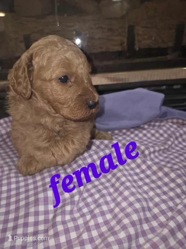 (purple) Mabel – Goldendoodle, Miniature Goldendoodle puppy for sale in Penrose, CO