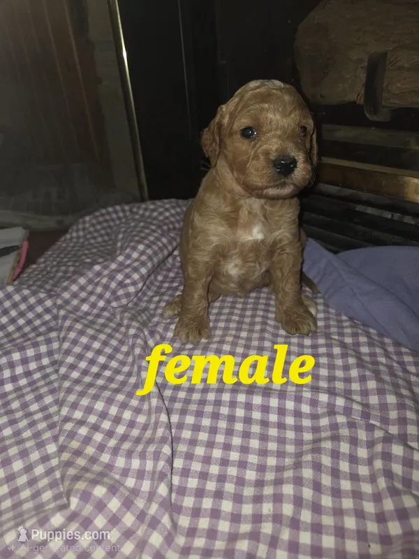 (yellow) Marigold – Goldendoodle, Miniature Goldendoodle puppy for sale in Penrose, CO