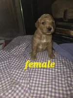 (yellow) Marigold, a female Goldendoodle and Miniature Goldendoodle for sale in Penrose, CO – 1 of 1