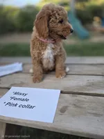 Missy, a female Goldendoodle and Miniature Goldendoodle for sale in Penrose, CO – 2 of 3