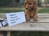 Mabel, a female Goldendoodle and Miniature Goldendoodle for sale in Penrose, CO – 3 of 3
