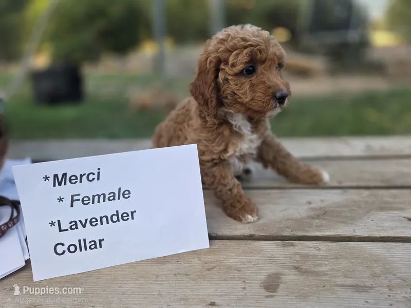(light blue) Mercy – Goldendoodle, Miniature Goldendoodle puppy for sale in Penrose, CO