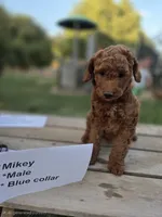 Mikey, a male Goldendoodle and Miniature Goldendoodle for sale in Penrose, CO – 1 of 3