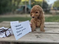 Mabel, a female Goldendoodle and Miniature Goldendoodle for sale in Penrose, CO – 2 of 3