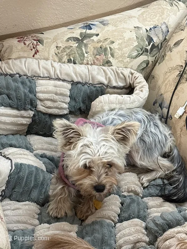 Solis  – Yorkshire Terrier puppy for sale in Phoenix, AZ
