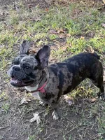 Forest, a male French Bulldog for sale in Midland, TX – 3 of 3
