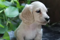 Blaze, a male Miniature Dachshund for sale in Midland, TX – 3 of 3