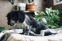 Oscar, a male Miniature Dachshund for sale in Midland, TX – 4 of 5