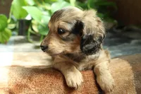 Stone, a male Miniature Dachshund for sale in Midland, TX – 2 of 3