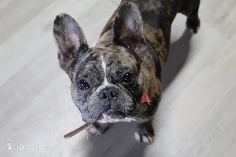 Forest – French Bulldog puppy for sale in Midland, TX