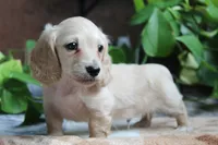 Blaze, a male Miniature Dachshund for sale in Midland, TX – 1 of 3