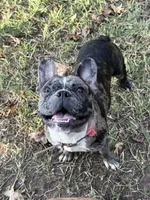 Forest, a male French Bulldog for sale in Midland, TX – 2 of 3
