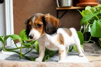Crash , a male Miniature Dachshund for sale in Midland, TX – 2 of 2