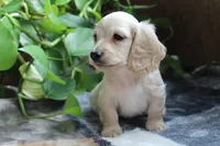 Blaze, a male Miniature Dachshund for sale in Midland, TX – 2 of 3