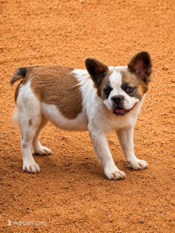 peppa pig, a female French Bulldog for sale in Midland, TX – 1 of 3