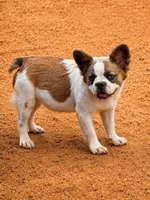 peppa pig, a female French Bulldog for sale in Midland, TX – 1 of 3