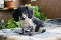 Oscar, a male Miniature Dachshund for sale in Midland, TX – 5 of 5