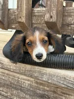 Crash , a male Miniature Dachshund for sale in Midland, TX – 1 of 2