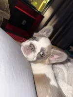peppa pig, a female French Bulldog for sale in Midland, TX – 3 of 3
