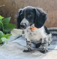 Oscar, a male Miniature Dachshund for sale in Midland, TX – 2 of 5