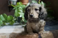 Stone, a male Miniature Dachshund for sale in Midland, TX – 3 of 3