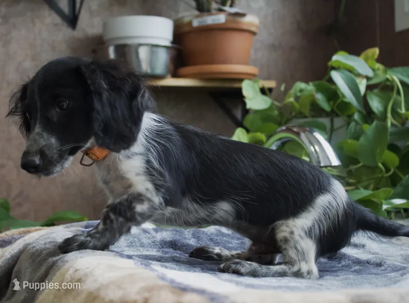 Oscar – Miniature Dachshund puppy for sale in Midland, TX
