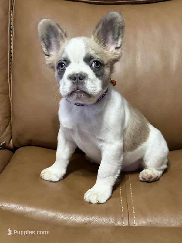 peppa pig – French Bulldog puppy for sale in Midland, TX