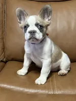 peppa pig, a female French Bulldog for sale in Midland, TX – 2 of 3