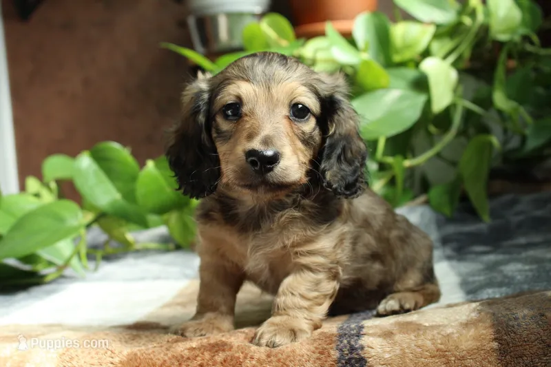 Stone, a male Miniature Dachshund for sale in Midland, TX – 1 of 3