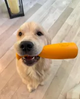 Ollie, a male Golden Retriever for sale in Bellingham, WA – Photo 5 of 6