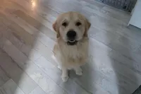 Ollie, a male Golden Retriever for sale in Bellingham, WA – Photo 6 of 6