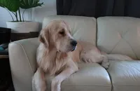 Ollie, a male Golden Retriever for sale in Bellingham, WA – Photo 4 of 6