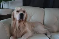 Ollie, a male Golden Retriever for sale in Bellingham, WA – Photo 2 of 6