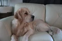 Ollie, a male Golden Retriever for sale in Bellingham, WA – Photo 3 of 6