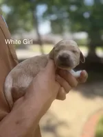 Daisy's White Girl 🤍, a female Golden Retriever for sale in Tulsa, OK – 3 of 7