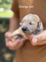 Daisy's Orange Girl 🧡, a female Golden Retriever for sale in Tulsa, OK – 3 of 9