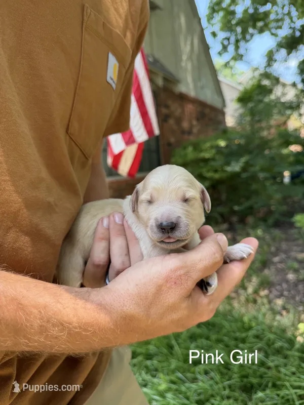 Daisy's Pink Girl 🩷 – Golden Retriever puppy for sale in Tulsa, OK