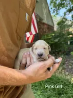 Daisy's Pink Girl 🩷, a female Golden Retriever for sale in Tulsa, OK – 1 of 7